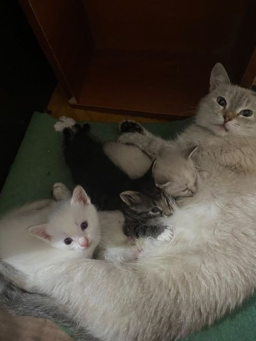 Отдам котят в добрые руки