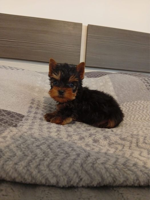Yorkshire Terrier