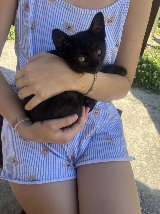 4 pisicute spre adopție