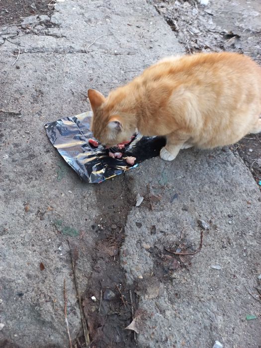 Добрый Рыжий симпатяга кот