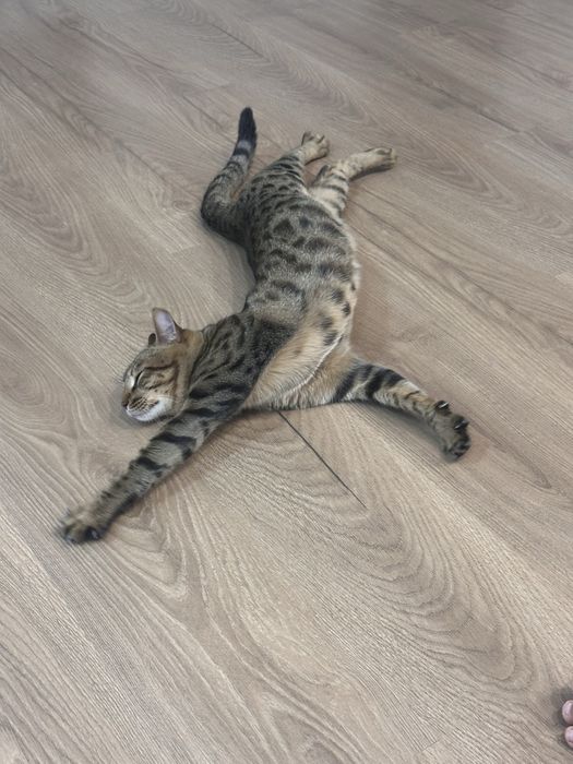 Бенгальский + Шотландский котик,