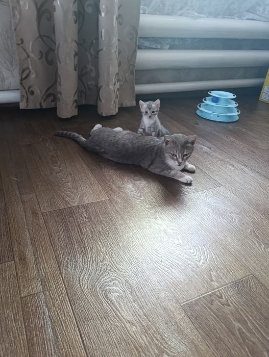 Отдам бесплатно котят