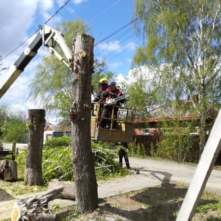 Спить ветки, спилить деревья