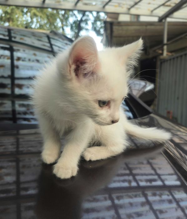 Котёнок белый, мальчик