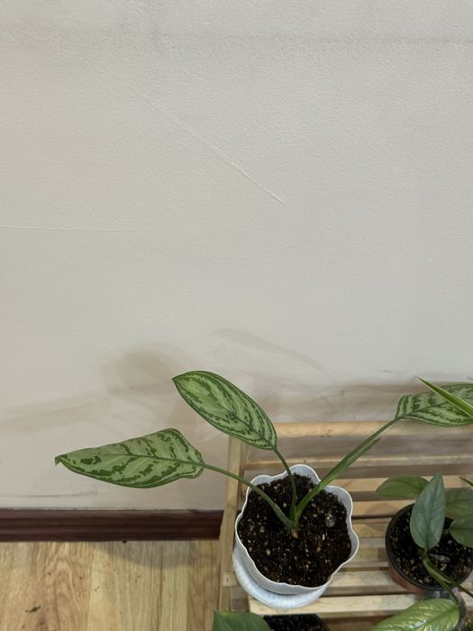 6 отростков за 6500 тенге