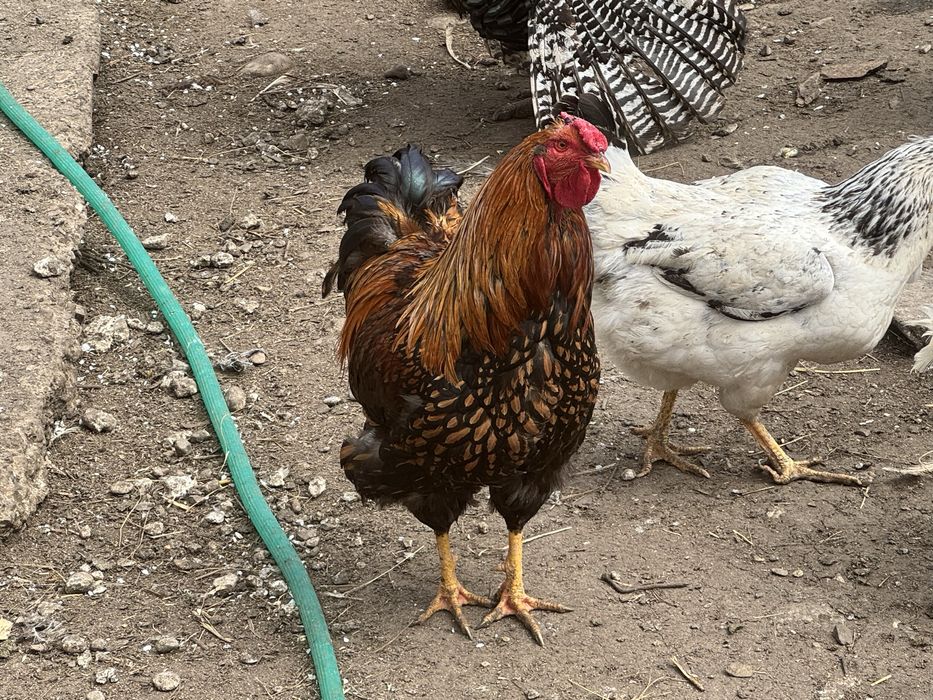 Петли и яйца от съответните кокошки и мисирки  на снимките