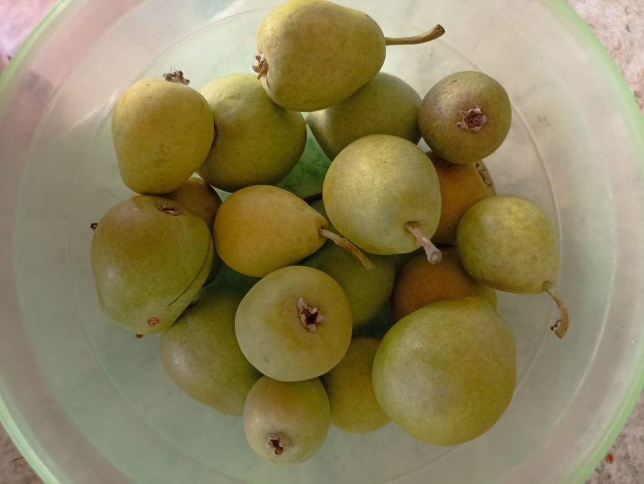 Продам грушу домашнюю