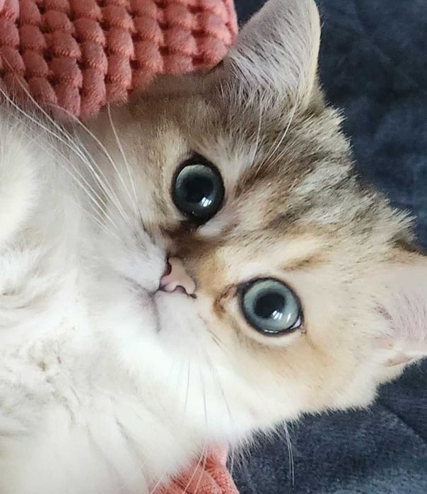 British Shorthair Golden cu pedigree