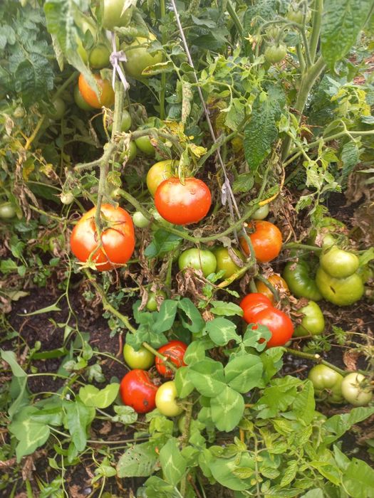 Продам рассады помидоров