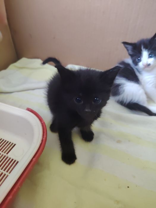 Митисы мейнкун и сфинкс котята