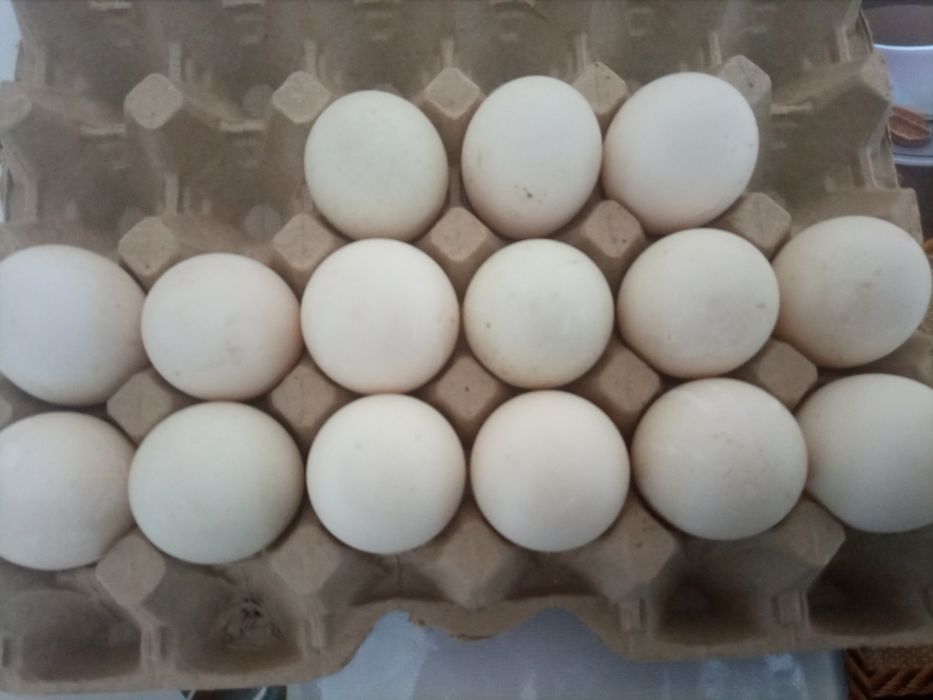 Яйца утиные продаю