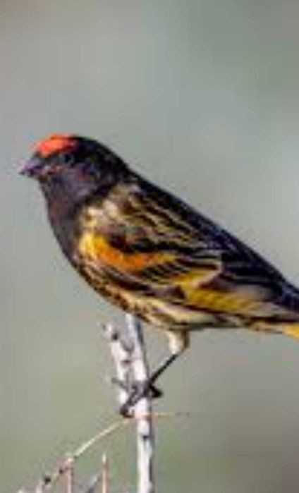 Щегол седоголовый