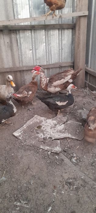 Индоутки самки самец