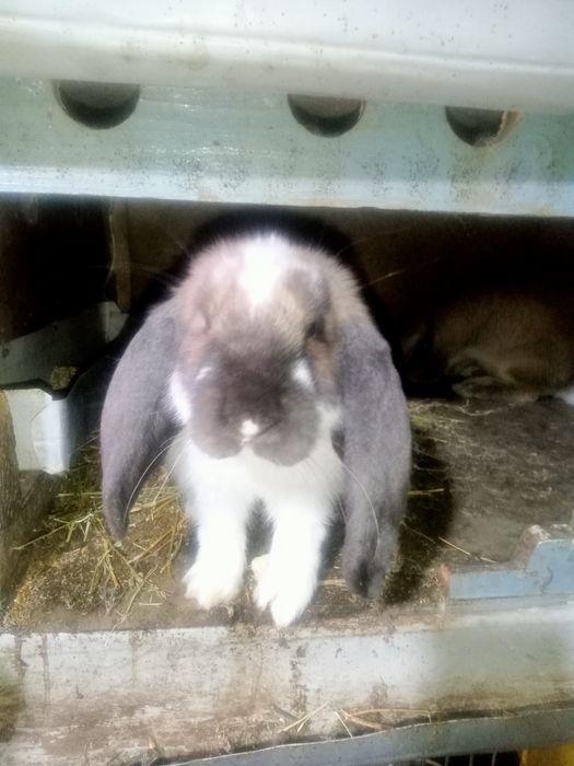 Продаются   крольчата