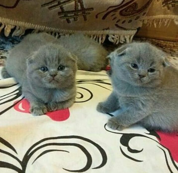 Шотландские вислоухие котята