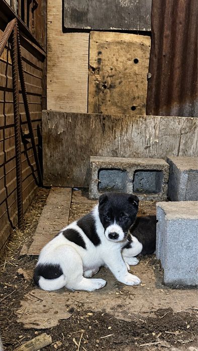 Алабай САО щенки на продаже