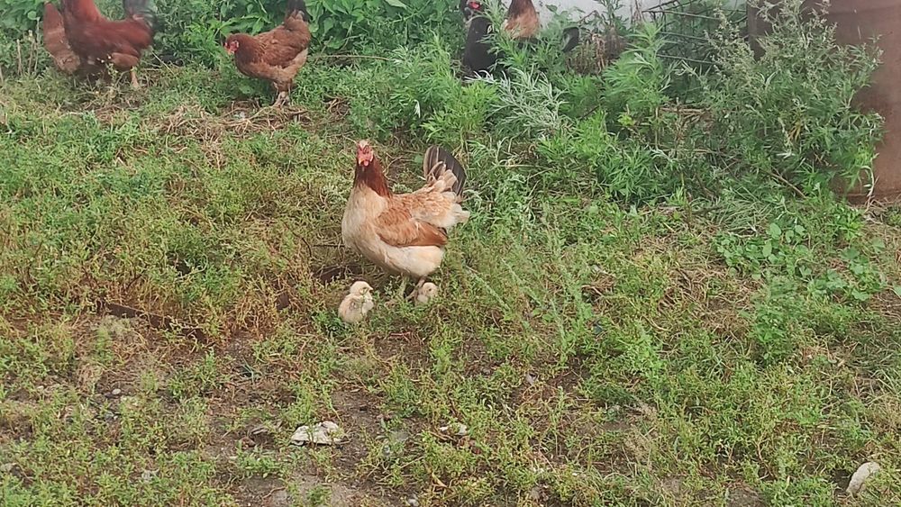 Продам курей и циплят домашние