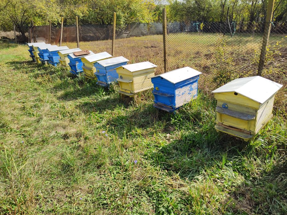 Кошери Дадан Блат и рамки