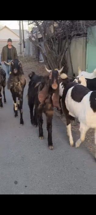 Буаз ешкілер сатылады