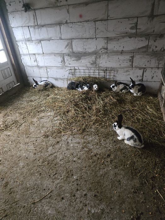 Iepuri fluture german