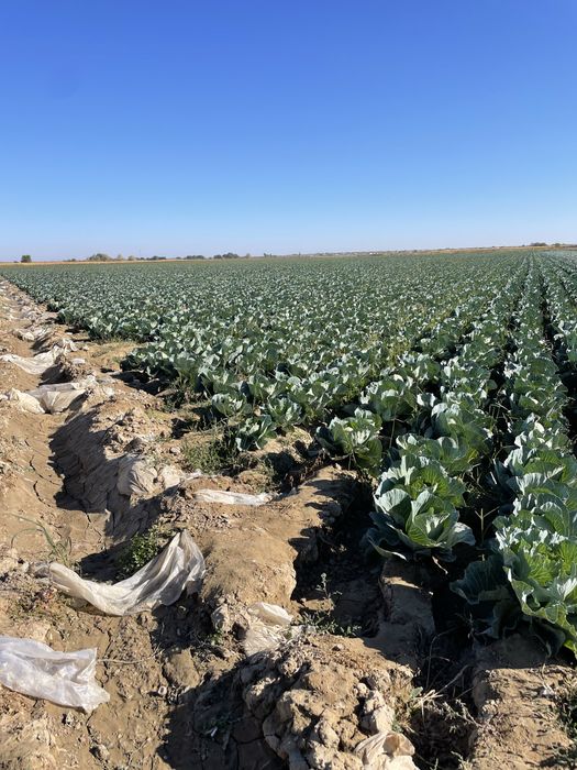 Капуста сорт галанка