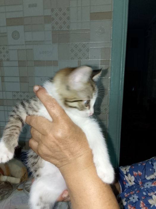 Отдам котенка бесплатно