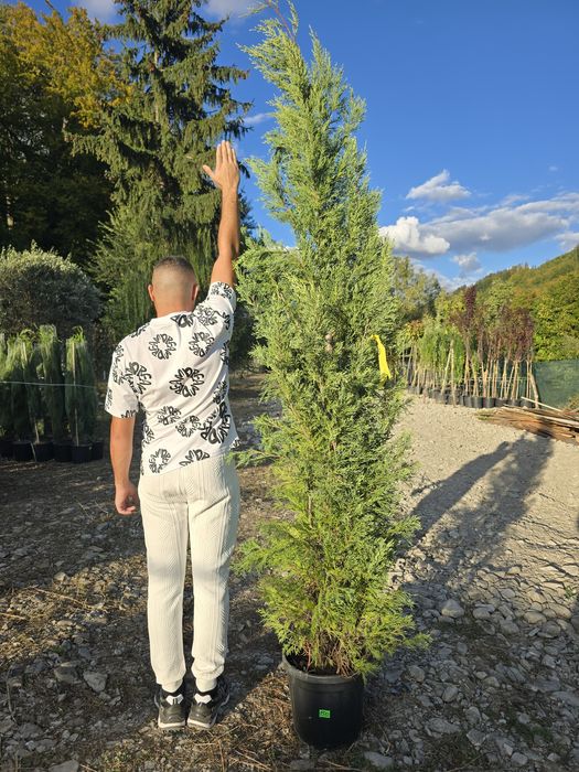 Leylandii chiparos
