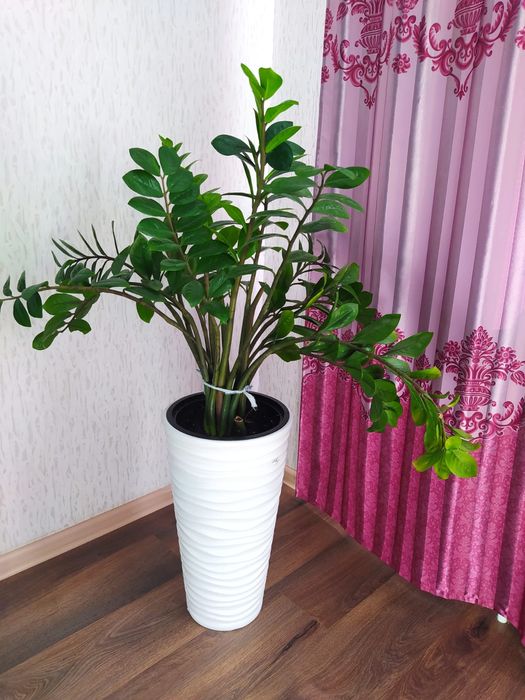 Долларовое дерево