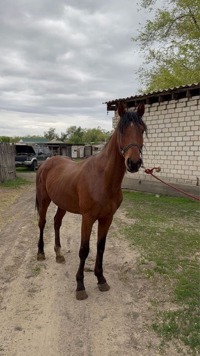 Айгыр сатам продам жеребца