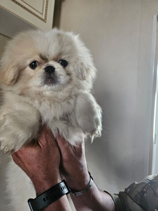 Продам щенков Пекинеса