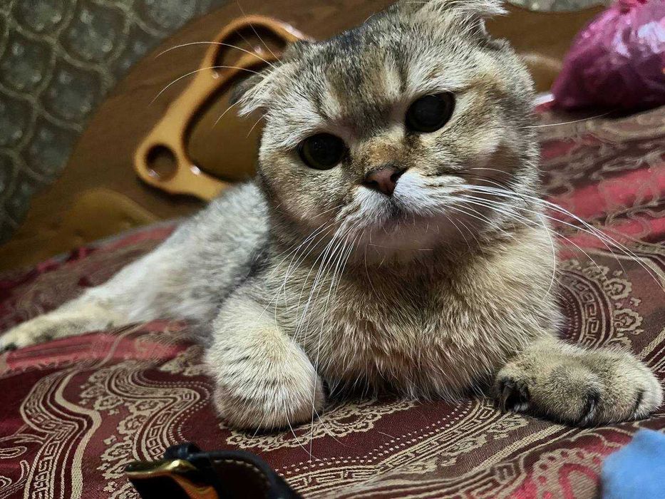 Вязка котик шотландской породы