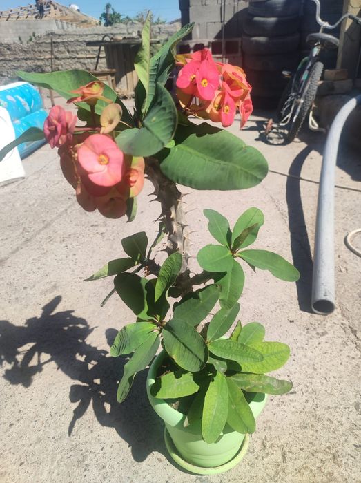 Комнатные цветы Малочай миля