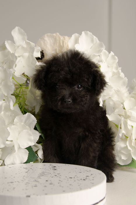 Мальтипу шикарные щенки