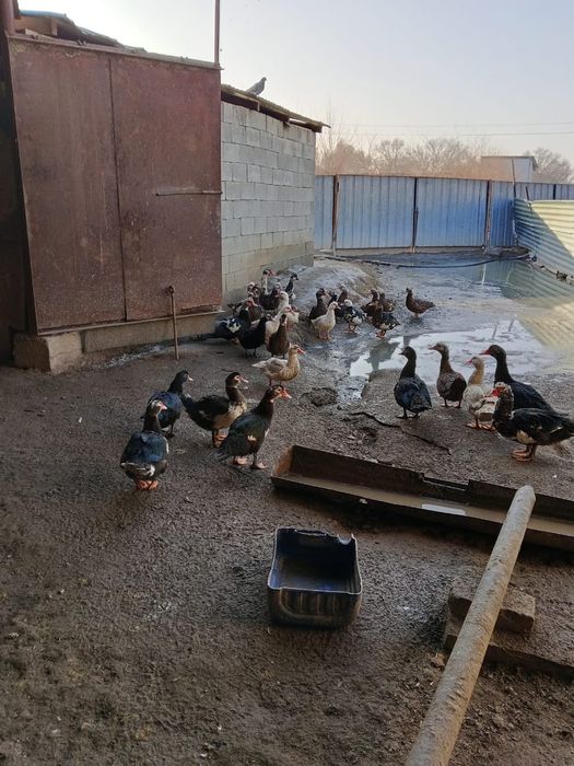 Продам индоуток.