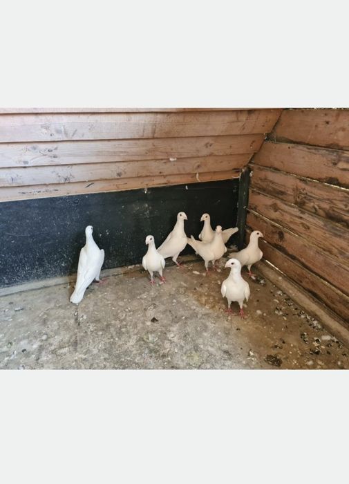 Vând porumbei voiajori albi