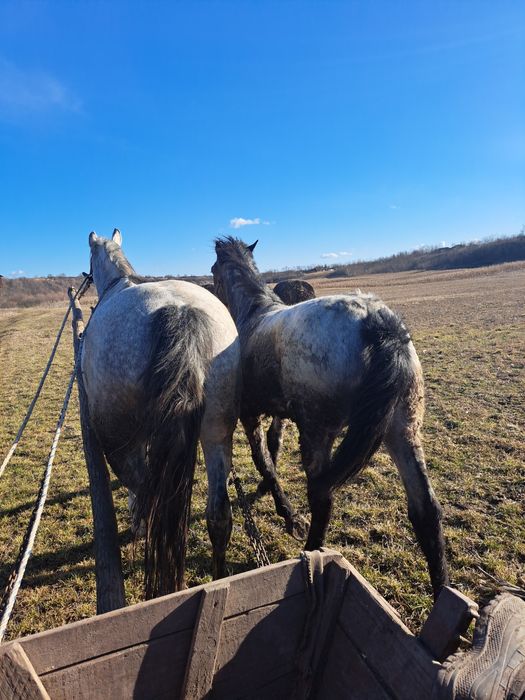 Vând manza de 7 luni