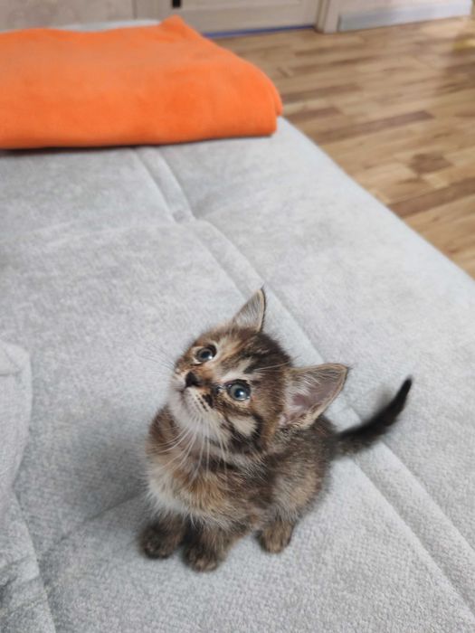 Котенок в добрые руки ненавязчивым остлеживанием судьбы!