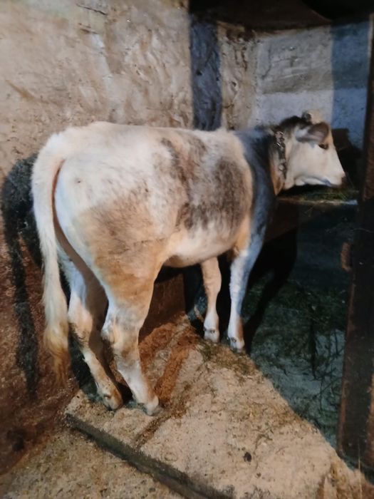 Vând vitica de 6luni