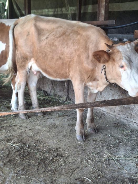 Junica de vanzare cu vitica de 3 saptamani