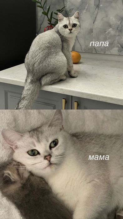 Британская короткошерстная