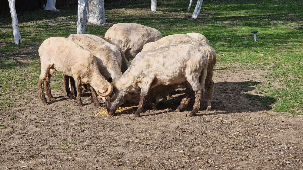 Berbeci si oi cu miei de vânzare