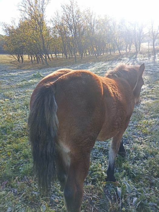 Vind mînz de șapte luni