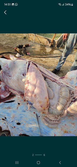 Согым жілік 2600тг