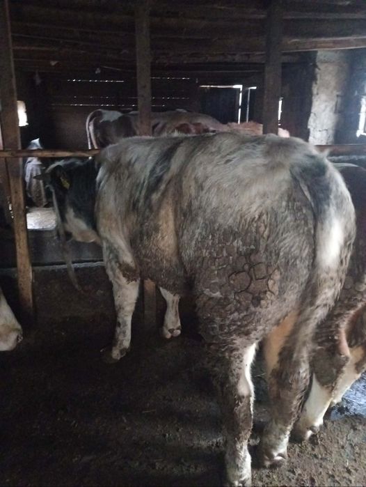 Vand taurasi de vanzare