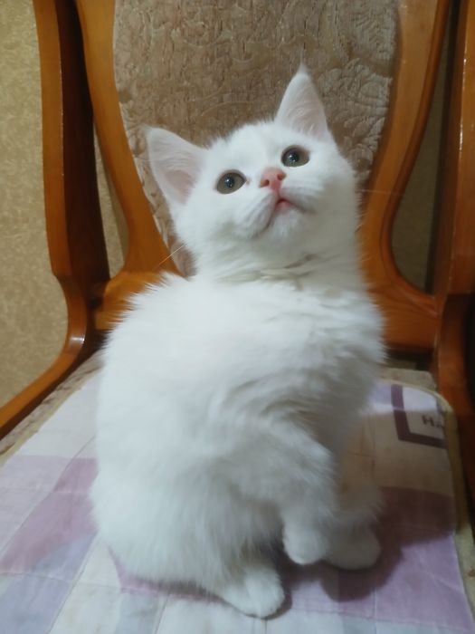 Skotish strayt 2 oylik