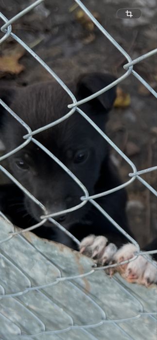 Подарявам бебета кученца – баща канадски вълк, майка малинуа