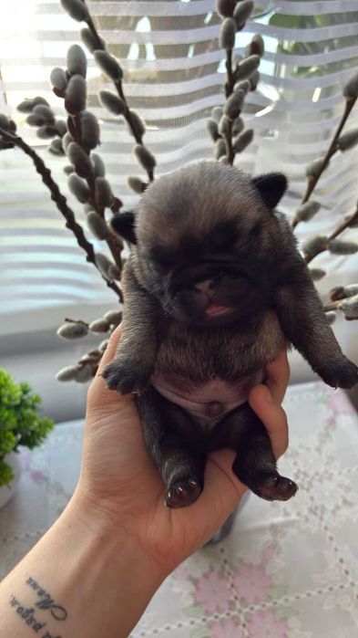 продаются щенки мопса