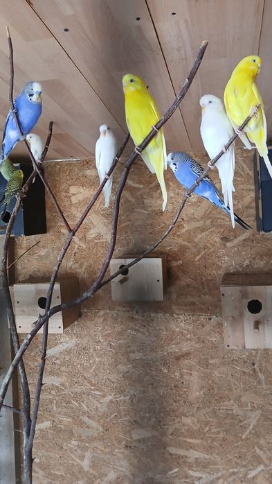 Vand sau schimb perusi