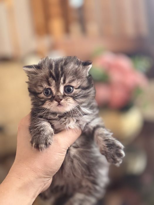 Срочно продам котят с породой