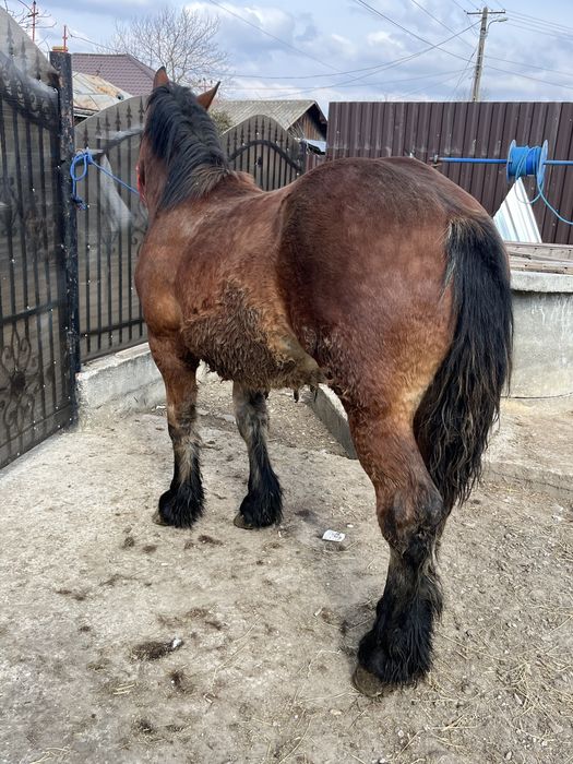 Manz greu de 1 an 4 luni